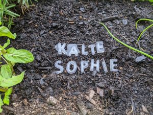Kalte Sophie, Eisheilige