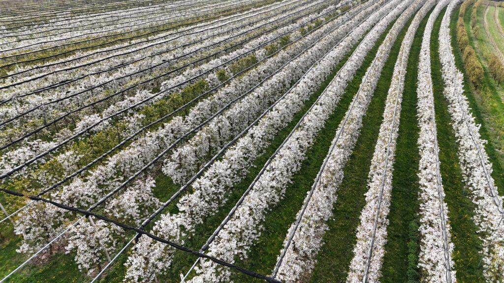 Kirschblüte Scharten